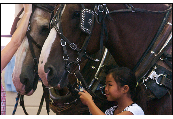 Horses inside Coliseum